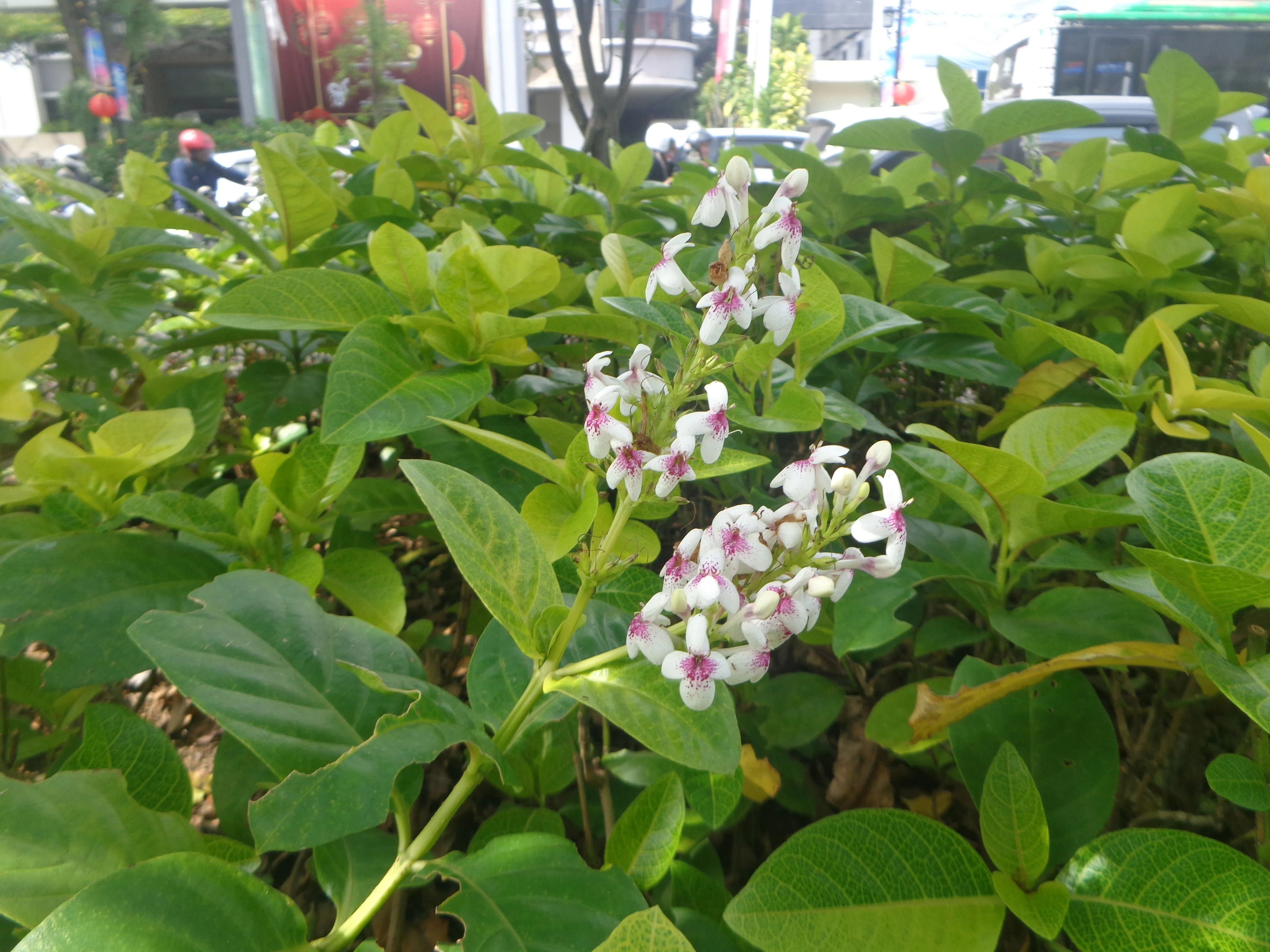 Inflorescence of lily