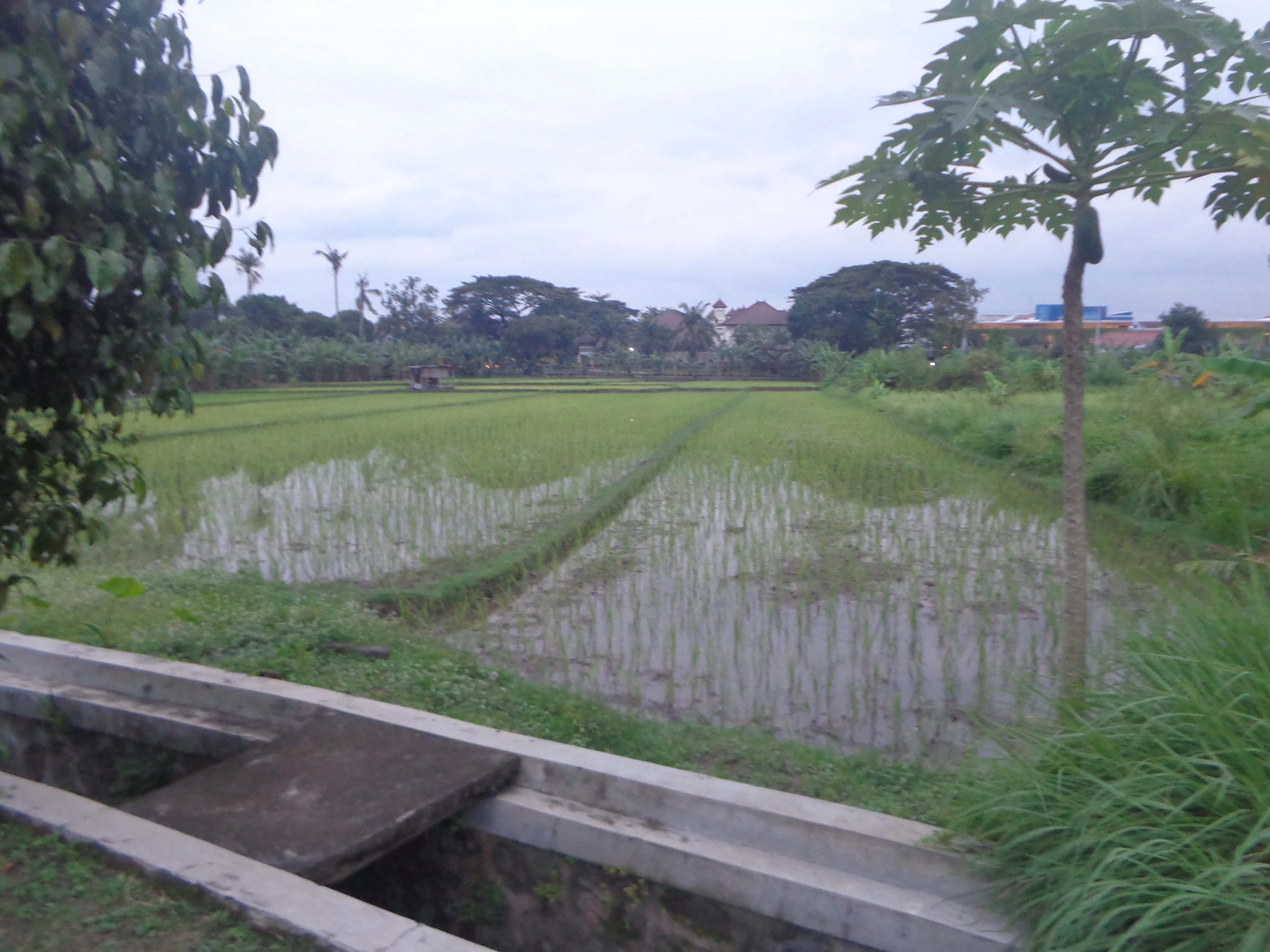 Patch of rice field
